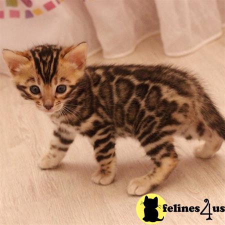 sweet_kitty90 Picture 1